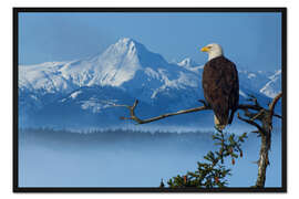 Gerahmter Kunstdruck Weißkopfseeadler auf einer Fichte