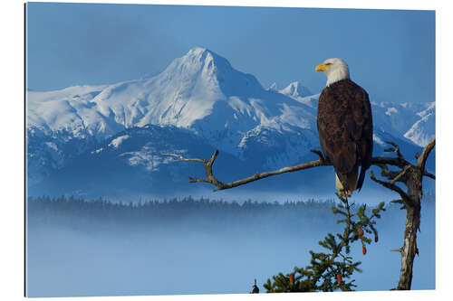 Galleritryck Bald Eagle on a Spruce