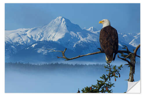 Wall sticker Bald Eagle on a Spruce