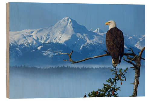 Trätavla Bald Eagle on a Spruce