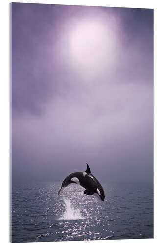 Acrylic print Orca at dawn