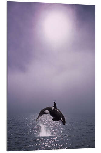 Aluminium print Orca at dawn