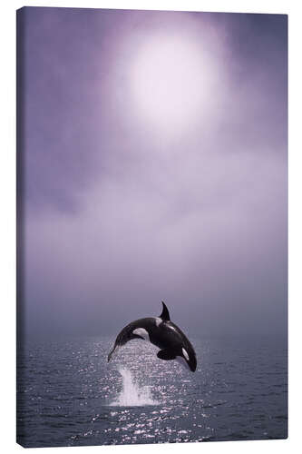 Canvas print Orca at dawn