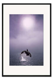 Gerahmter Kunstdruck Schwertwal im Morgengrauen
