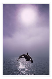 Poster  Orca at dawn - John Hyde