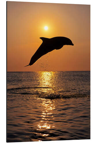 Aluminium print Dolphin in the sunset