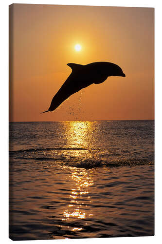 Canvas print Dolphin in the sunset