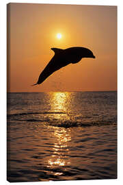 Canvas print Dolphin in the sunset