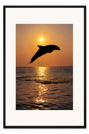 Gerahmter Kunstdruck Delfin bei Sonnenuntergang