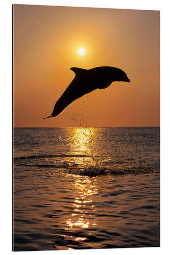 Gallery print Dolphin in the sunset