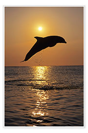 Poster Delfin bei Sonnenuntergang