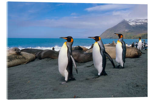 Stampa su vetro acrilico King Penguins on South Georgia Iceland