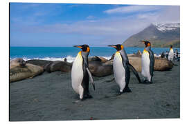 Stampa su alluminio King Penguins on South Georgia Iceland