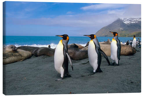 Quadro em tela King Penguins on South Georgia Iceland