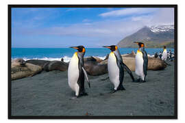 Gerahmter Kunstdruck Königspinguine auf South Georgia Island