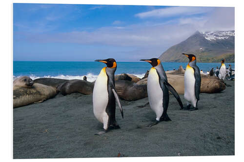 Foam board print King Penguins on South Georgia Iceland