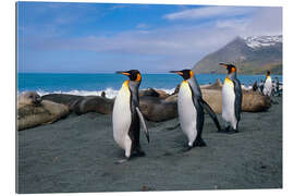 Gallery print King Penguins on South Georgia Iceland