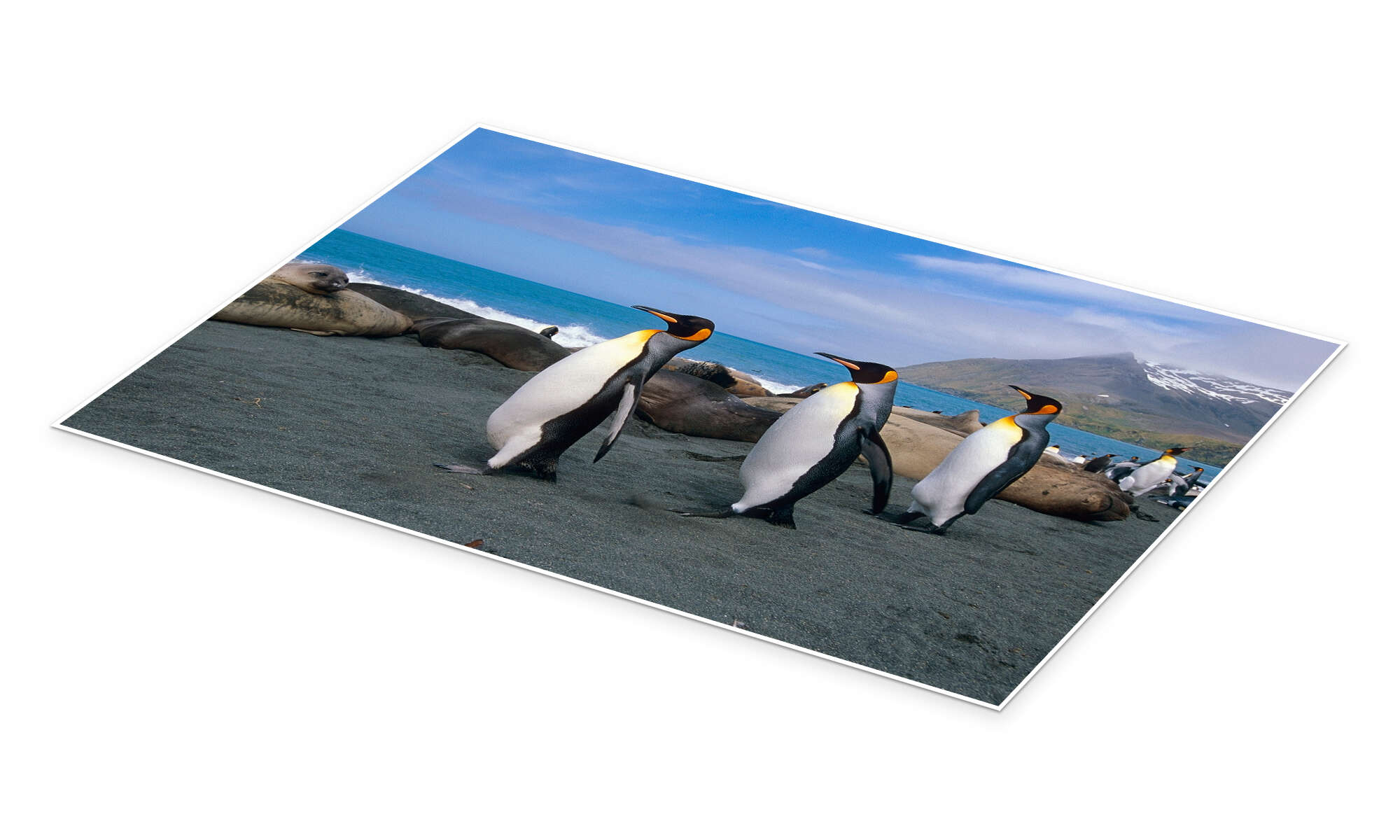 Wandbild „Königspinguine auf South Georgia Island“ von Tom Soucek