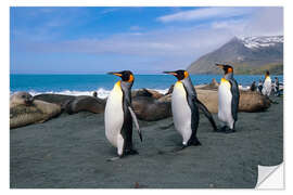 Selvklæbende plakat King Penguins on South Georgia Iceland