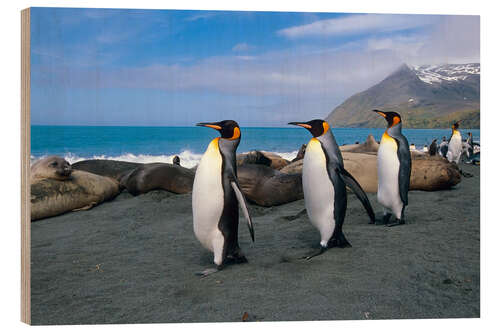Trätavla King Penguins on South Georgia Iceland