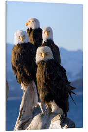 Alubild Weißkopfseeadler am Ufer des Kachemak Bay 