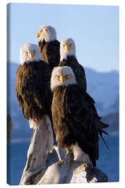 Leinwandbild Weißkopfseeadler am Ufer des Kachemak Bay 