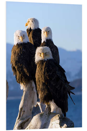 Hartschaumbild Weißkopfseeadler am Ufer des Kachemak Bay 