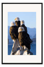 Gerahmter Kunstdruck Weißkopfseeadler am Ufer des Kachemak Bay 