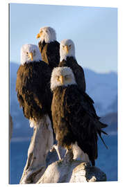 Gallery print Bald Eagle on the shore of Kachemak Bay