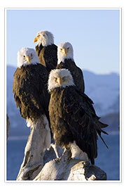 Reprodução  Bald Eagle on the shore of Kachemak Bay - Don Pitcher
