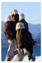 Selvklebende plakat Bald Eagle on the shore of Kachemak Bay