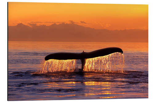 Aluminium print Humpback whale in the evening