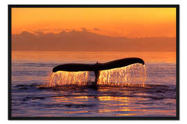 Gerahmter Kunstdruck Buckelwal am Abend