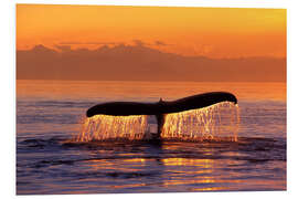 Foam board print Humpback whale in the evening