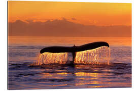 Gallery print Humpback whale in the evening