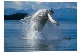 Aluminium print Humpback Whale in Alaska