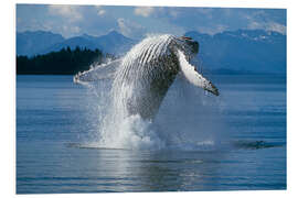 Foam board print Humpback Whale in Alaska