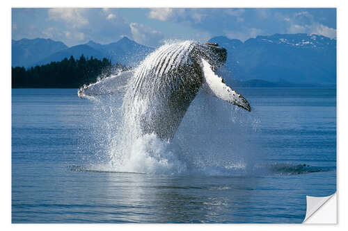 Sisustustarra Humpback Whale in Alaska