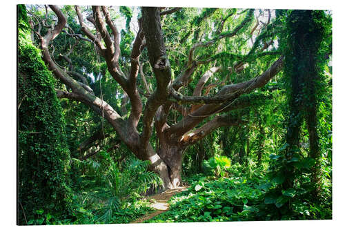 Aluminiumtavla Bony tree in the rainforest