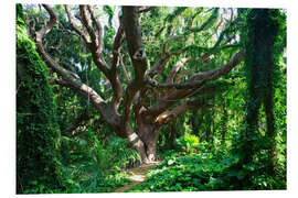 Foam board print Bony tree in the rainforest