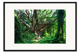 Gerahmter Kunstdruck Knochiger Baum im Regenwald