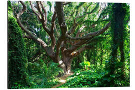 Gallery print Bony tree in the rainforest