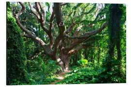 Magnettafel Knochiger Baum im Regenwald