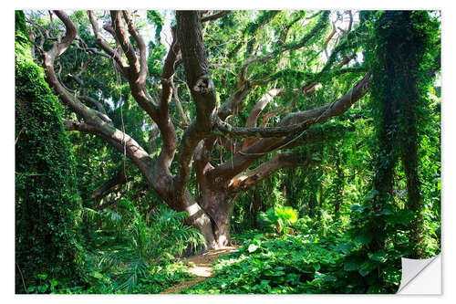 Wandsticker Knochiger Baum im Regenwald