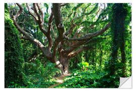 Sticker mural Arbre osseux dans la forêt tropicale