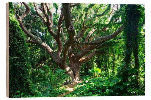 Obraz na drewnie Bony tree in the rainforest