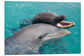 Foam board print Two bottlenose dolphins