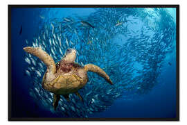 Gerahmter Kunstdruck Grüne Meeresschildkröte vor Bali