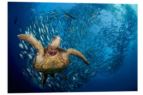 Foam board print Green sea turtle before Bali