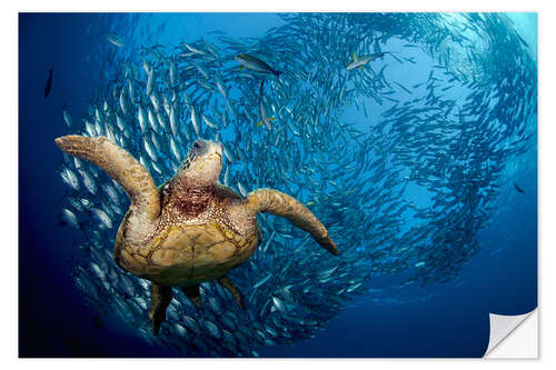 Sisustustarra Green sea turtle before Bali